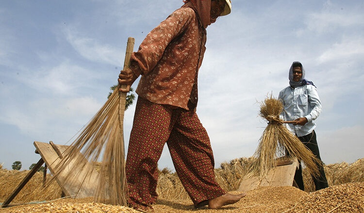 No end to farmers’ woes as paddy prices further decline